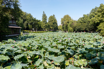 Parque Natural Nanjing Chima