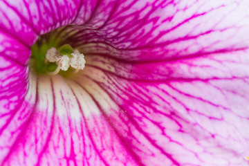 Macro of a Petunia in bloom.