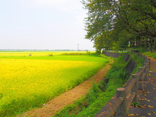 Fototapeta na wymiar Rice paddy in the countryside of Oyama, Tochigi, Japan on August 21, 2018