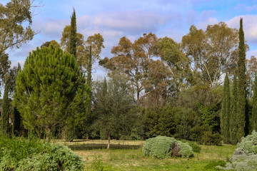 Green landscape - Greek trees including populars against a blue sky with slightly stormy clouds