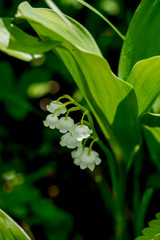 二ホンスズラン