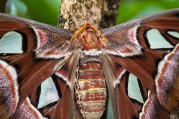 Atlasfalter - Attacus atlas