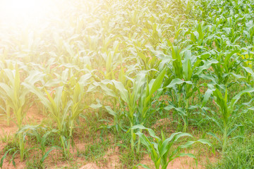Young corn filed plantation with sunlight copy space