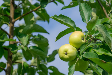 Two apples hang on a branch