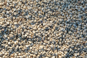 Coffee beans havested from farm for quality control