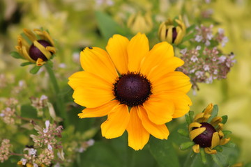 Close up of yellow flower
