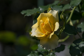 黄色いバラの花