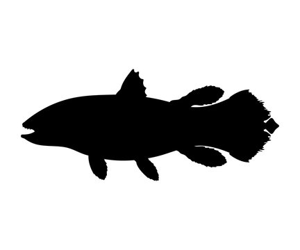Latimeria fish silhouette living fossil prehistoric animal