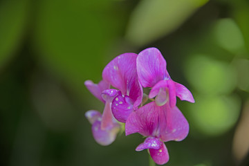 FLOWERS - violet sweet pea on green