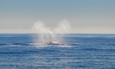 Southern Right Whale Blowing