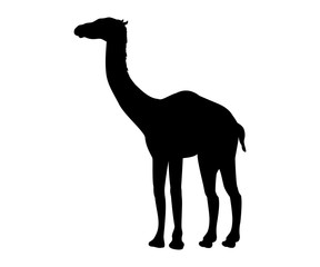 Aepycamelus prehistoric camel silhouette extinct mammal animal