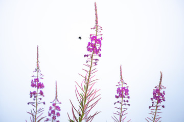 a bee flying near fireweed in the pacific northwest against a background of fog along the shore of the pacific ocean in oregon usa