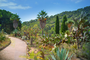 Сactus in botanical garden Marimurtra. Blanes. Spain.