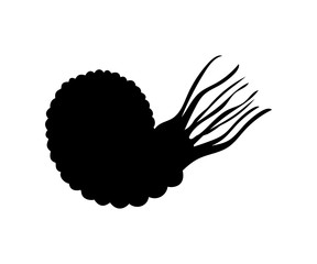 Ammonit mollyusk silhouette fossil prehistoric animal
