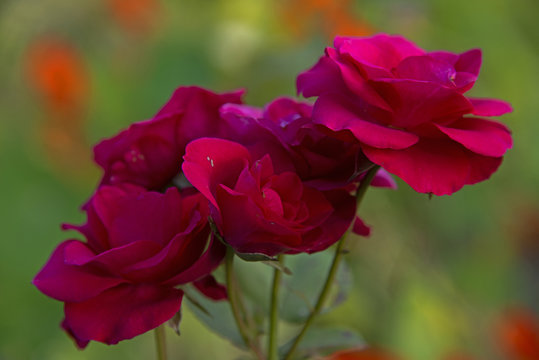 FLOWERS - red roses