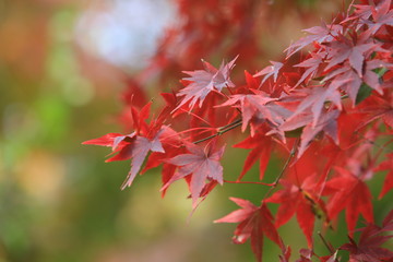 autumn hue leaves in kyoto