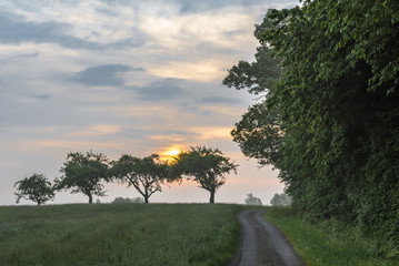 Summer sunrise over trees and pasture