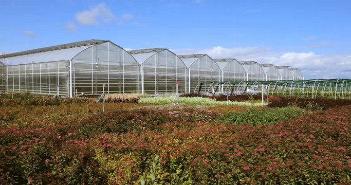 Big greenhouse with glass walls, foundations, gable roof, garden bed. horticultural conservatory for growing vegetable and flowers. Classic cultivate greenhouse gardening. Sunny day.