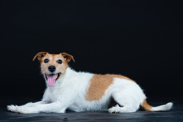Hund Studio Süß Freisteller
