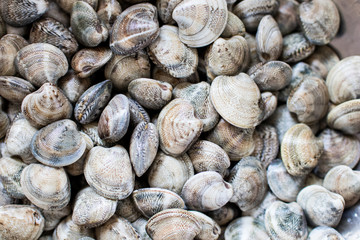handful of "lupini" type clams ready to be cooked. fresh raw clams fished in the sea