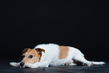 Hund Studio Süß Freisteller