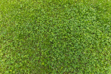 background of green grass