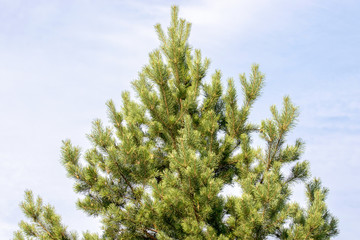  top of pine coniferous tree on sky background