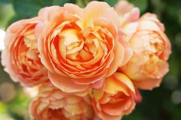 Rose "Lady of the Shalots" in the garden.