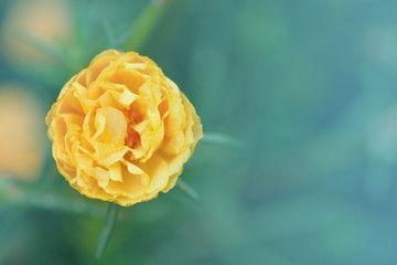 yellow flower and pastel background