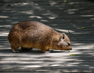 Naklejka premium Dassie