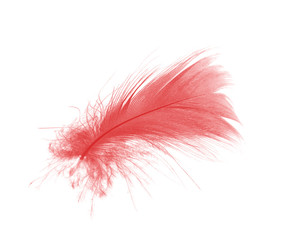 Beautiful red maroon feather isolated on white background 