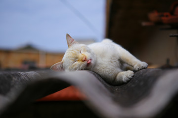 white cat sleeping on the roof