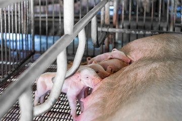 Small piglet sucking milk from breast of fertile sow lying in the stall, group of mammal stay indoor on the farm