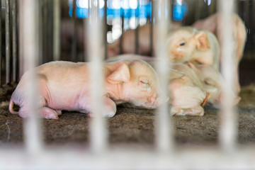 Small piglet lying in the stall, group of mammal stay indoor on the farm