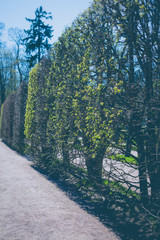 spring липа деревья