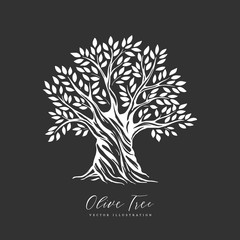 Hand drawn olive tree. Vector sketch illustration