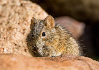 Four-striped Grass Mouse