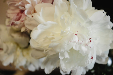 big beautiful pink and white peonies flowers on old table in rustic indoors
