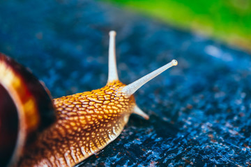 One snail on the natural background, macro view.  Big beautiful helix with spiral shell.