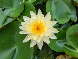 Beautiful water lily flower with Yellow Pollen on white background.