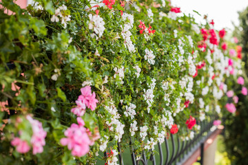 balcony with  Pelargonium geranium 