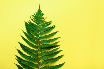 Green fern leaf on yellow background with copy space. Top view.