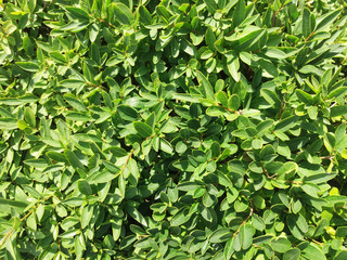 Green bush background