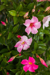 Fototapeta na wymiar pink flower blossom shrub