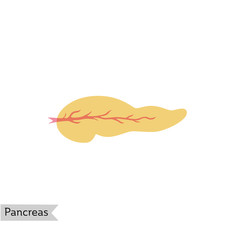 Vector isolated illustration of pancreas