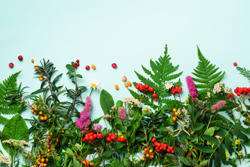 Wild healing herbs on blue pastel background. Alternative medicine concept, holistic approach. Top view, copy space, flat lay