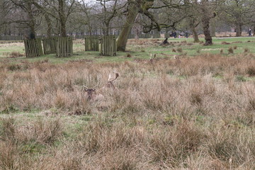 spring in park