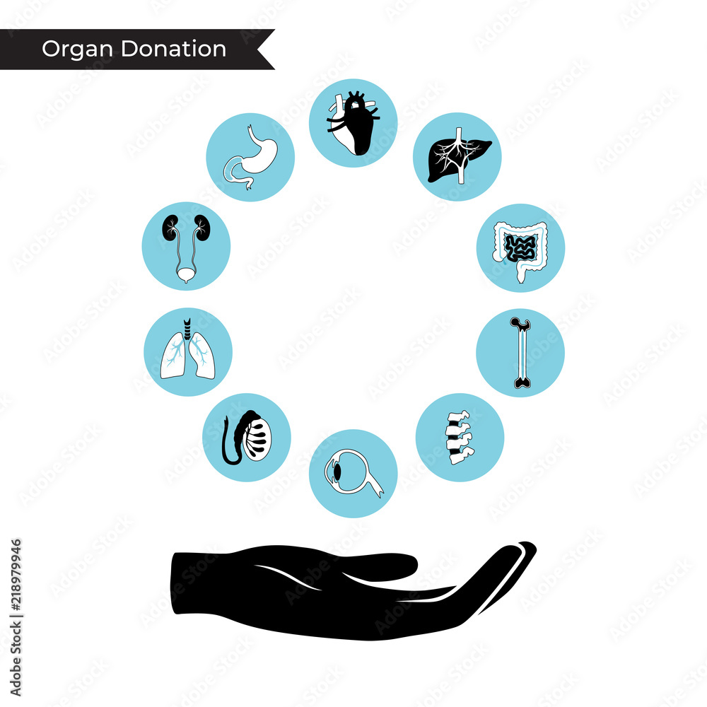 Sticker Vector illustration of donor organs