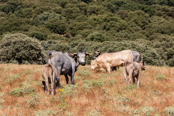 Obraz premium Cows in the fields of Salamanca, Spain