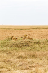Naklejka na ściany i meble A group of young lionesses in the savannah of the Masai Mara. Kenya, Africa